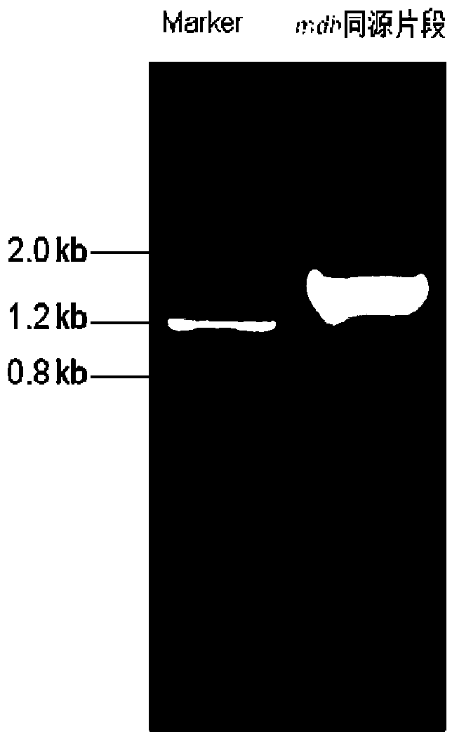 Method for improving yield of butanol produced by escherichia coli