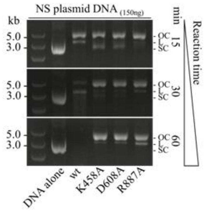 A method and application of efficient deletion of large genome fragments based on CRISPR-NCAS3 system
