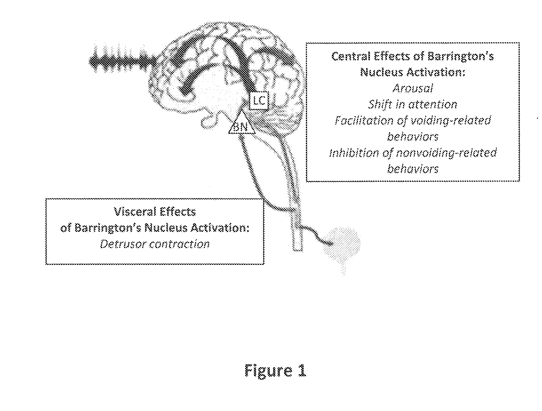 Compositions and Methods Useful for Treatment and Prevention of Incontinence