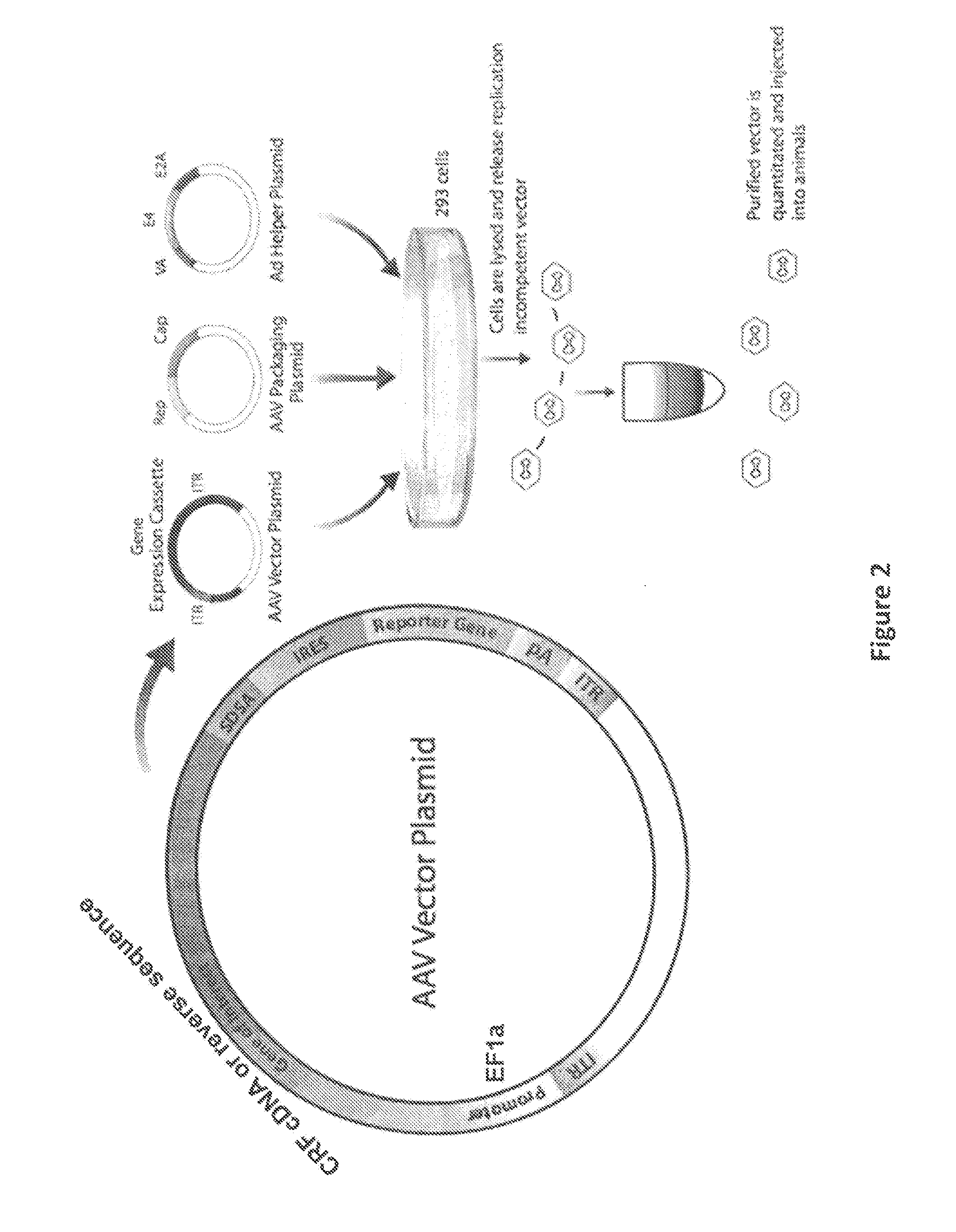 Compositions and Methods Useful for Treatment and Prevention of Incontinence