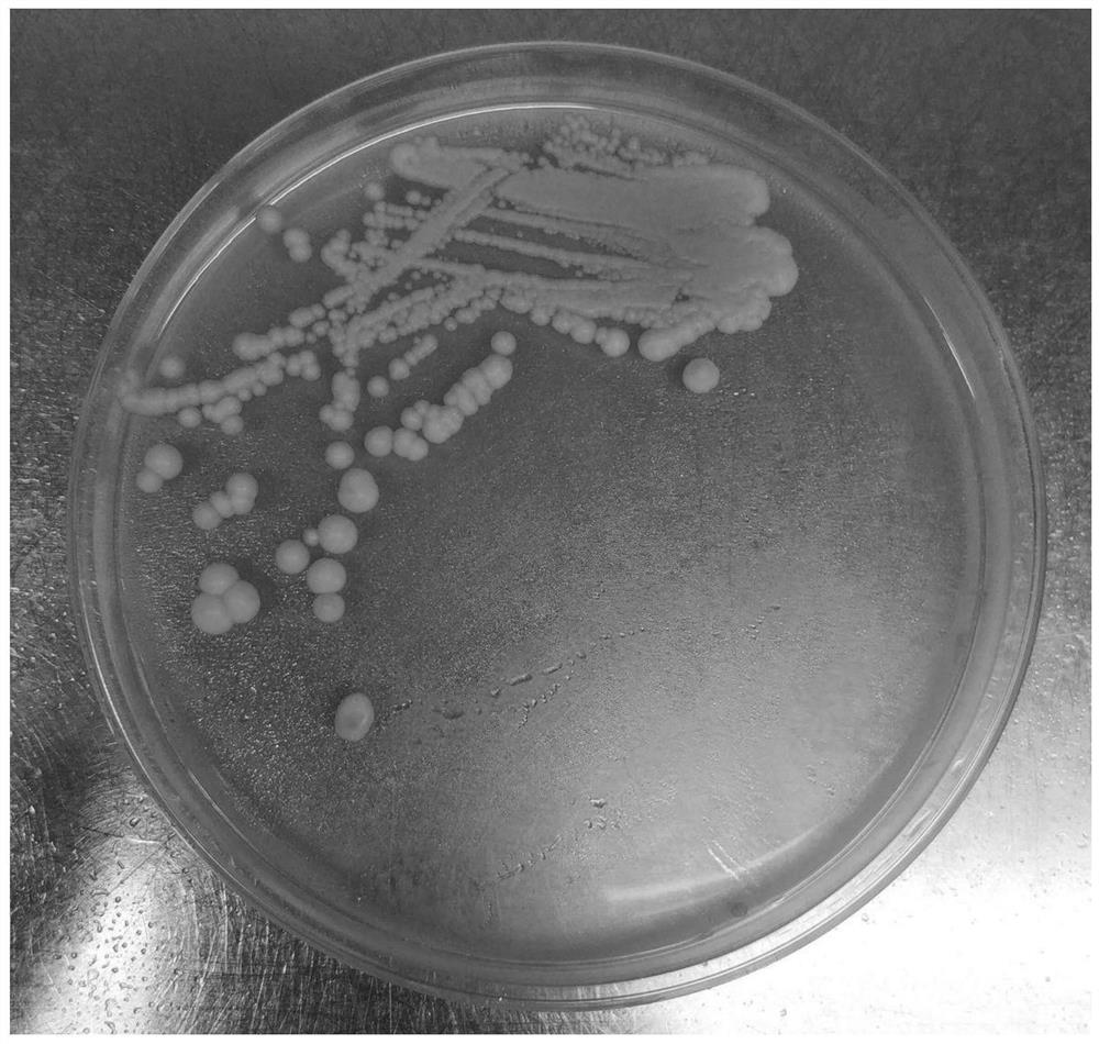 Saccharomyces cerevisiae for producing Maotai flavor and application thereof