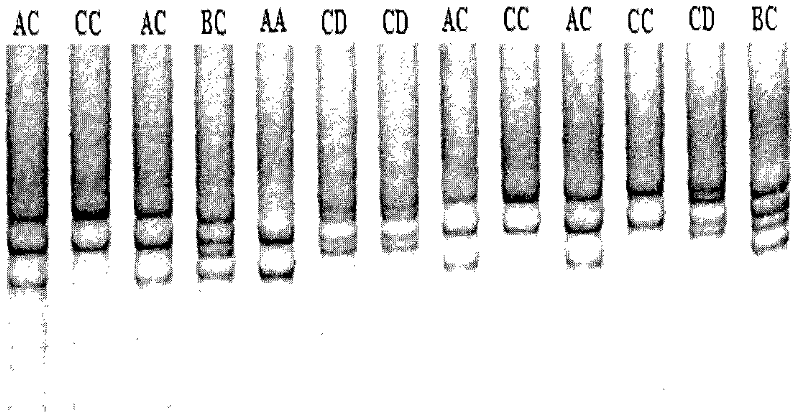 Method for detecting linked mutation of AMPD1 gene of Qinchuan cattle