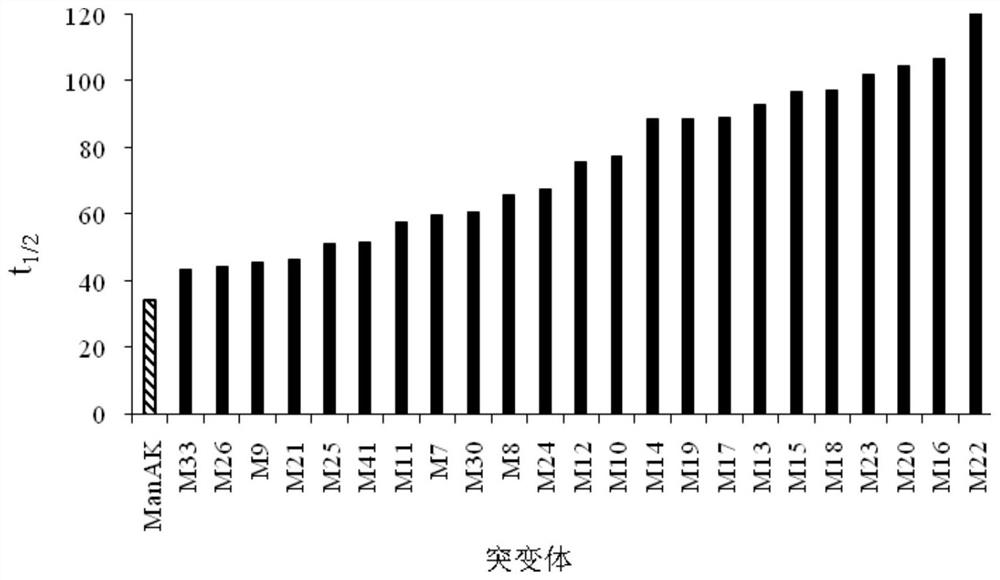 Beta-mannase heat-resistant mutant M13, recombinant bacteria and application thereof