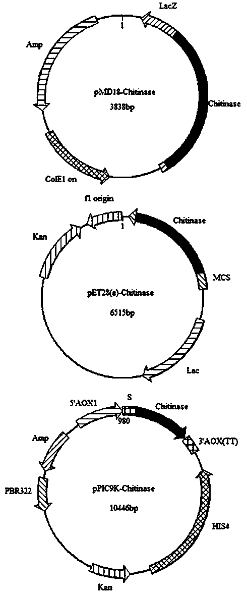 Chitinase derived from marine environment and gene thereof