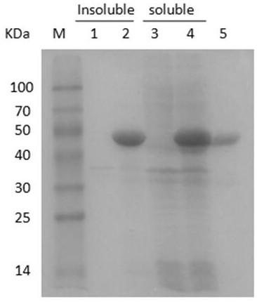 Chitinase derived from marine environment and gene thereof