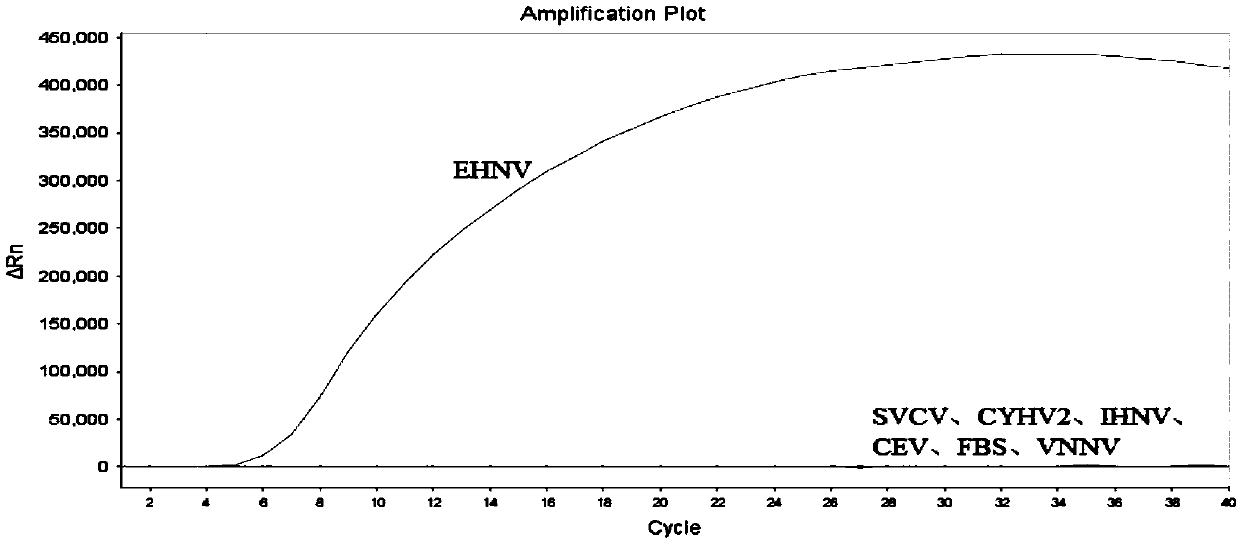 RAA constant-temperature fluorescence detection method and reagent for epidemic hematopoietic organ necrosis virus (EHNV)