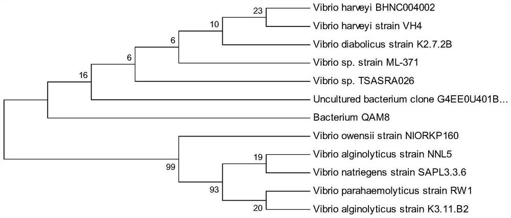 Vibrio harveyi variant capable of producing lactase and application thereof