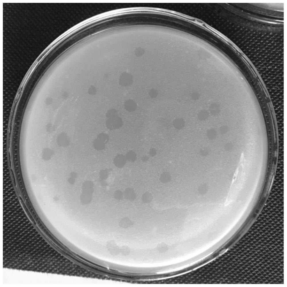 A strain of marine Bdellovibrio and its application to promote the formation of hiruplasma under ampicillin