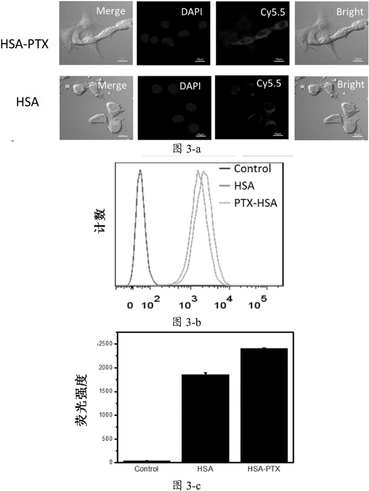 Protein co-loading chemotherapy drug and radiotherapy drug and application of protein