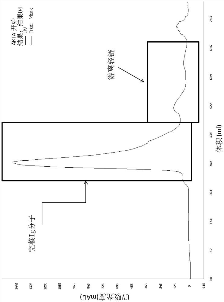 Modified monocytes/macrophages/dendritic cells expressing chimeric antigen receptors and uses in diseases and disorders associated with protein aggregates