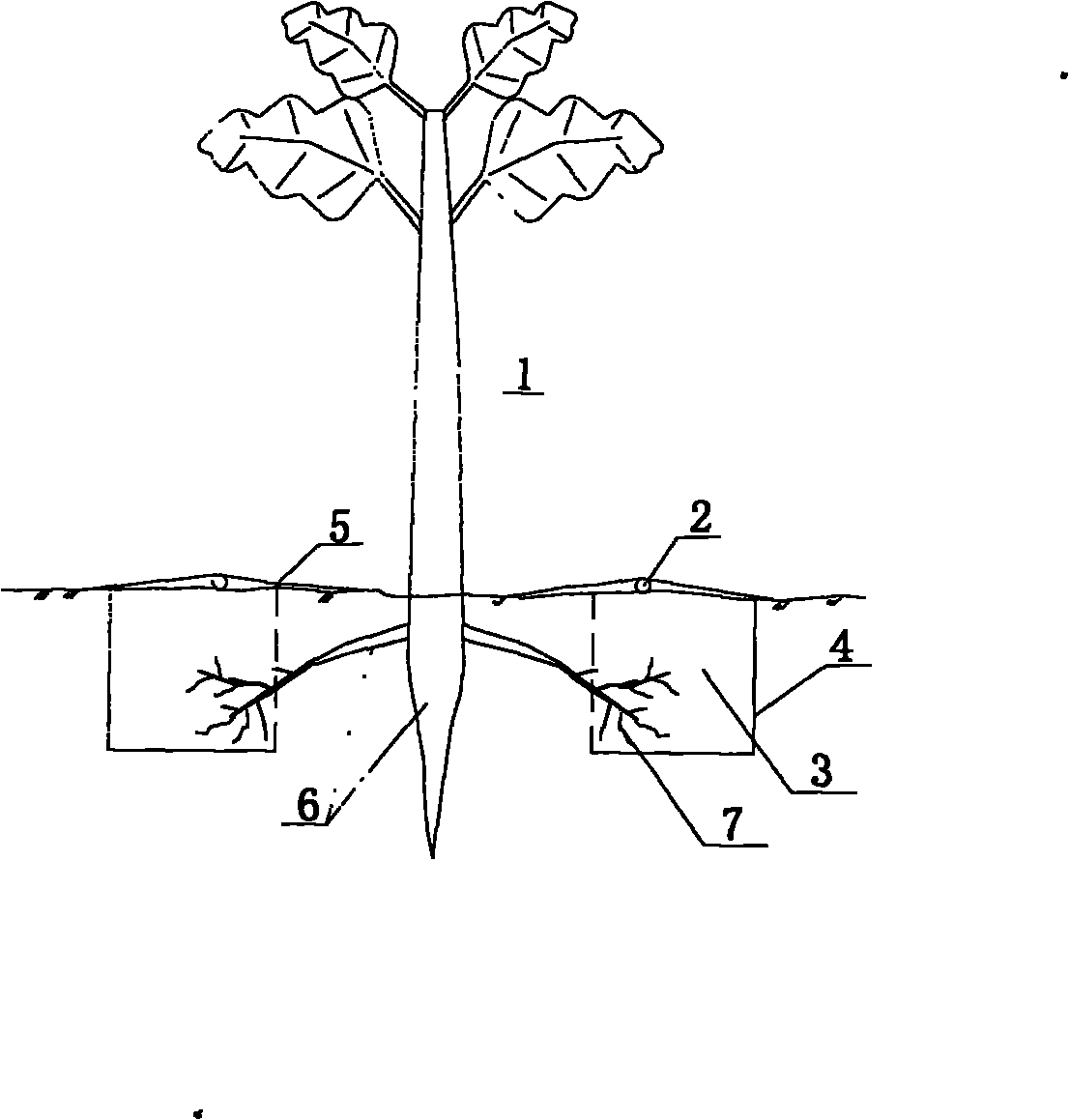 Drip irrigation under film of fruit tree and root field microenvironment regulation and controlling integrated method