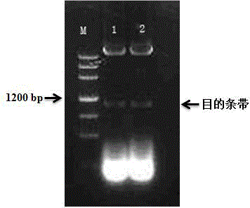 Escherichia coli engineering bacteria expressing lignin peroxidase, preparation method and application thereof