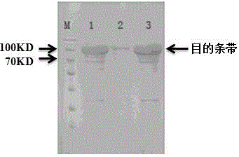Escherichia coli engineering bacteria expressing lignin peroxidase, preparation method and application thereof