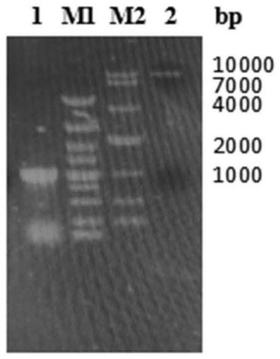 A method for synergistically fermenting wheat straw to prepare high-quality biological feed