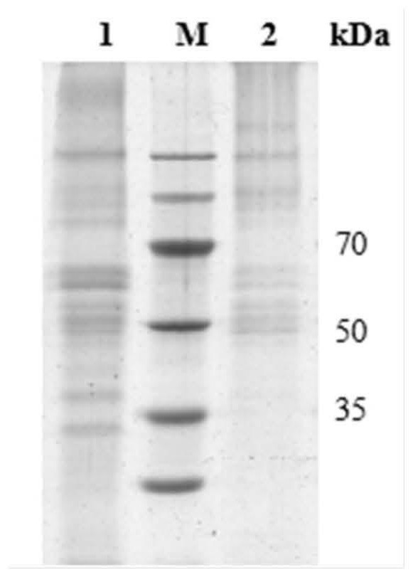 A method for synergistically fermenting wheat straw to prepare high-quality biological feed