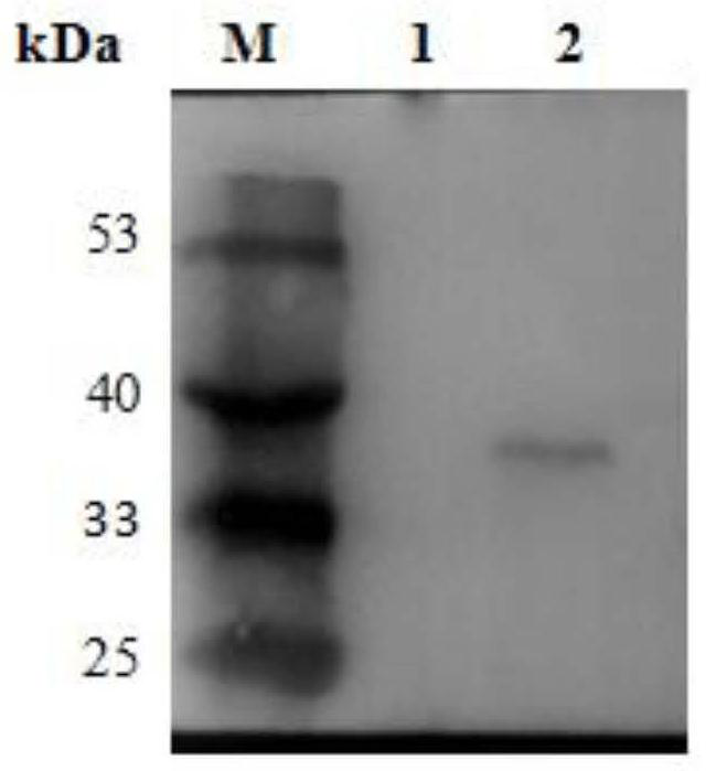 A method for synergistically fermenting wheat straw to prepare high-quality biological feed