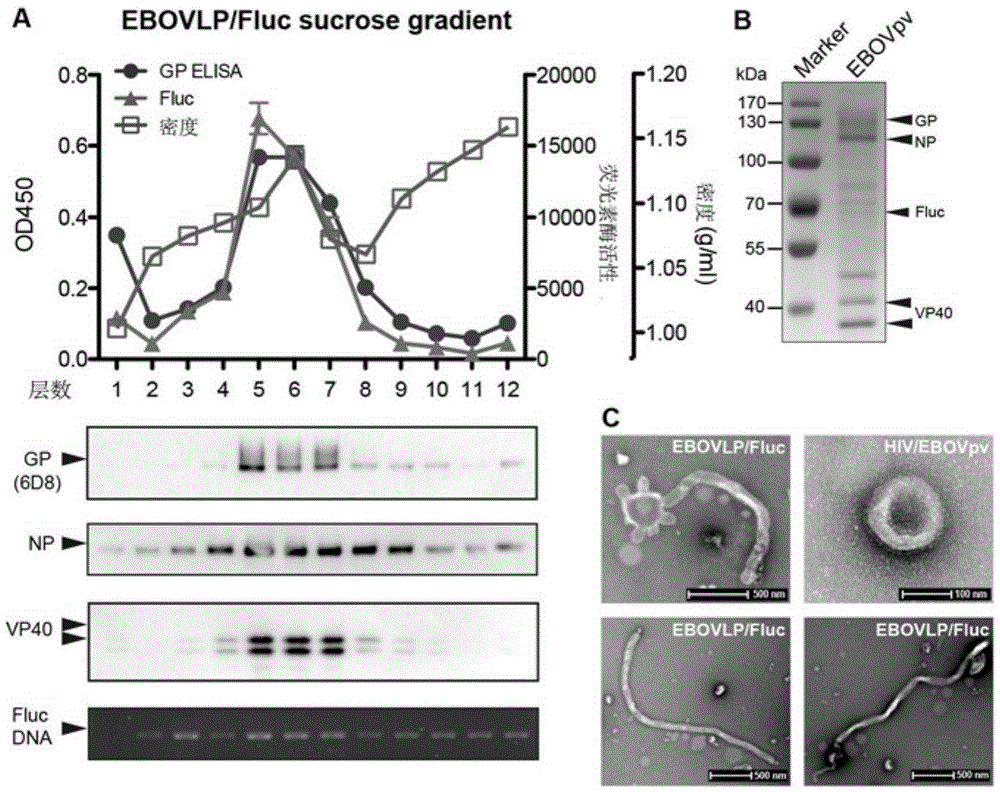 Novel in-vitro and in-vivo infection model based on Ebola virus-like particles