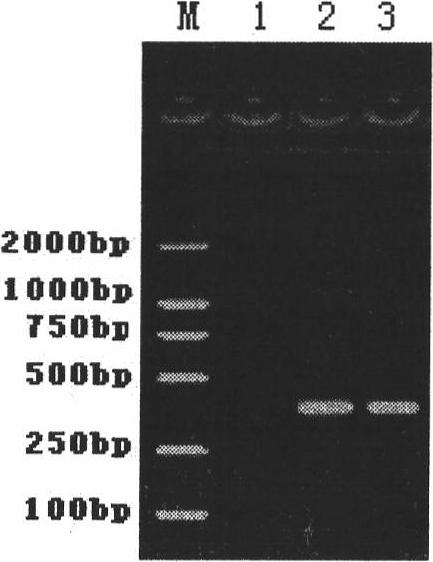 PCR specific amplified primer for fast detection of vibrio parahaemolyticus based on SCAR molecular markers and detection kit