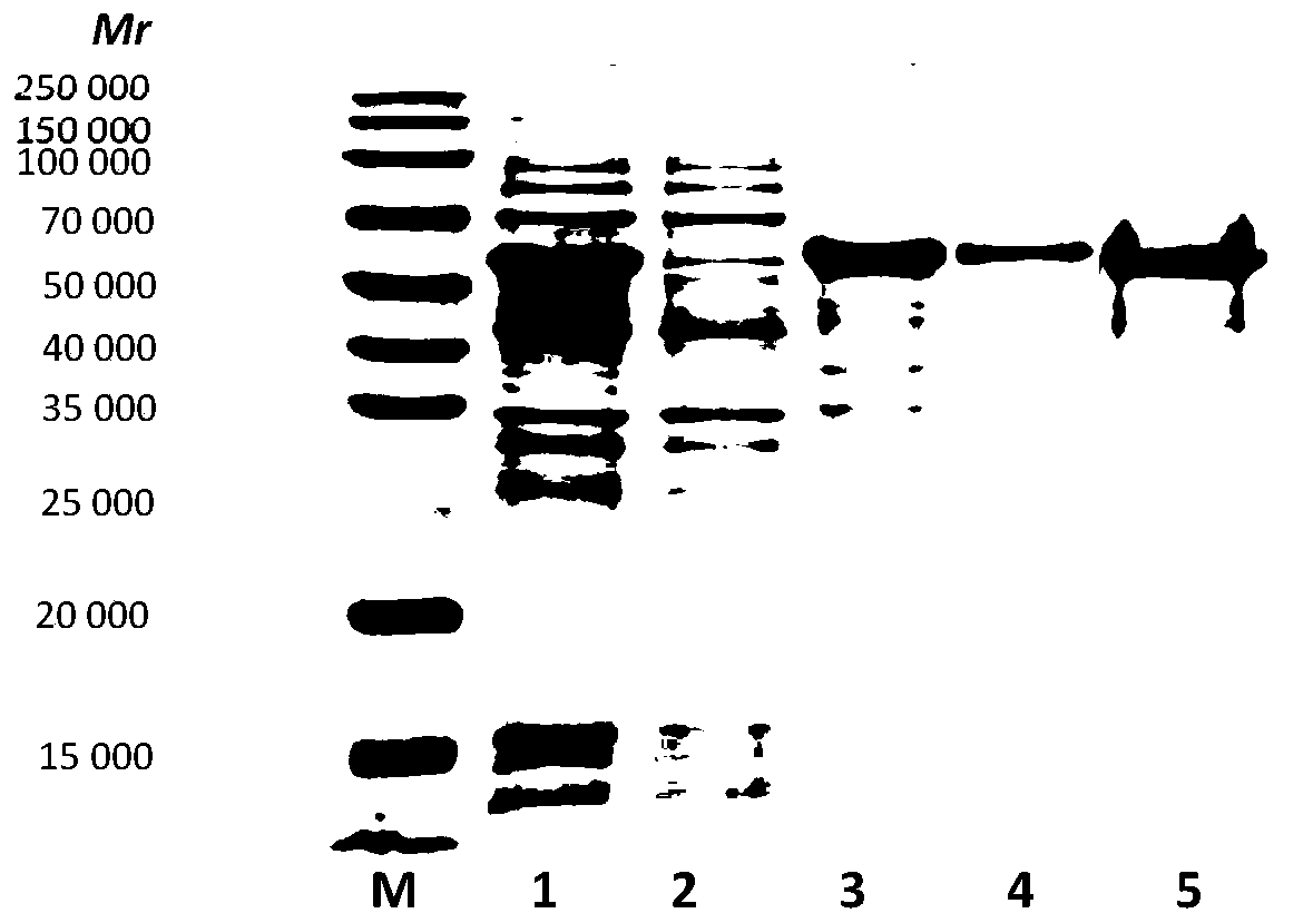 Novel coxsackie virus group A 6 recombinant subunit protein vaccine and preparation method thereof