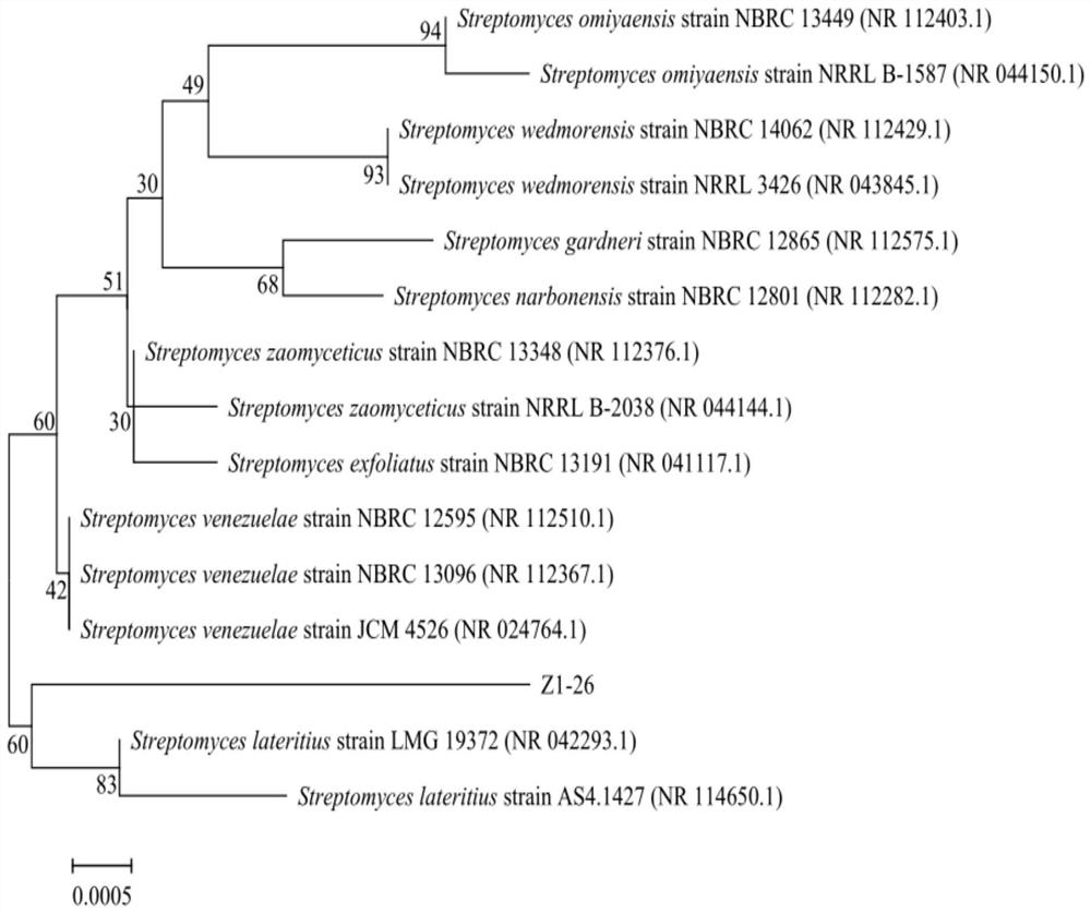 Streptomyces lateritius Z1-26, microecological preparation and preparation method of microecological preparation