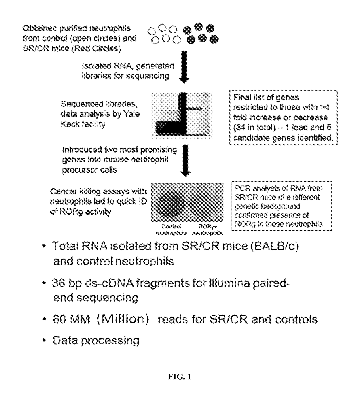 Innate immune system modification for anticancer therapy