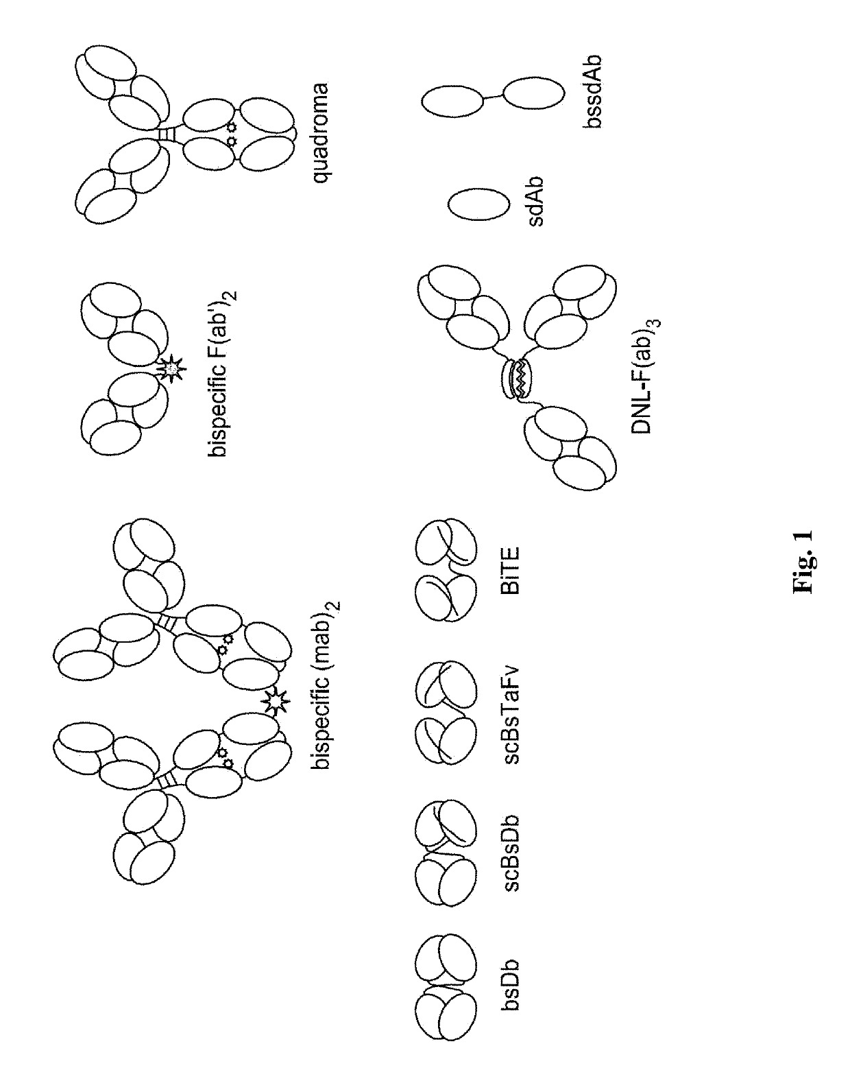Ionizing irradiation sterilization of bacterial minicell-based biopharmaceuticals and methods of use