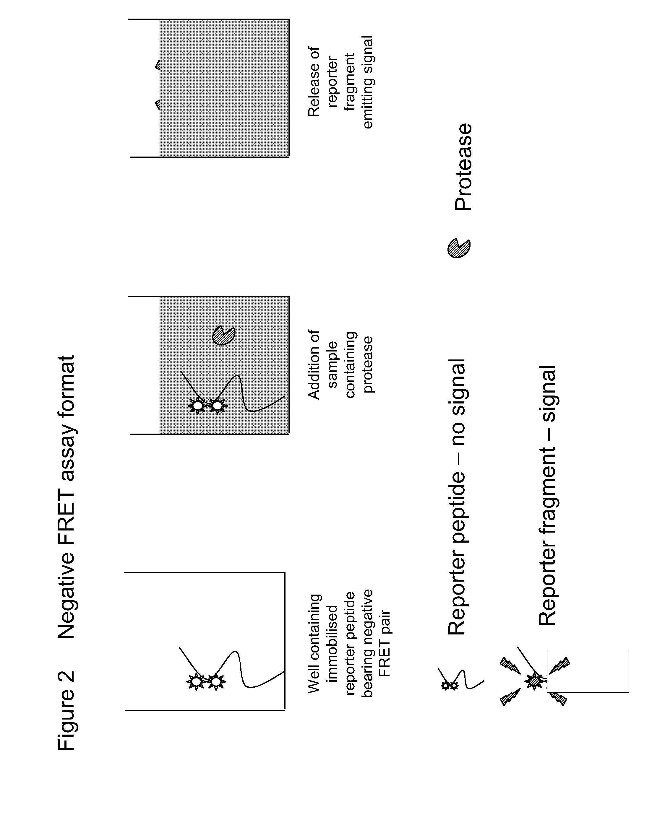 Diagnostic assay for spongiform encephalopathies