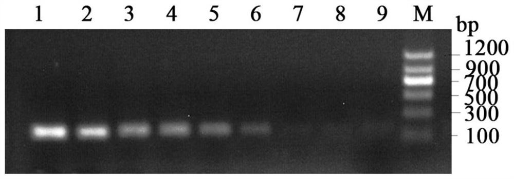 Primer and method for quantitatively detecting turnip mosaic virus (TuMV) in limonium sinuatum