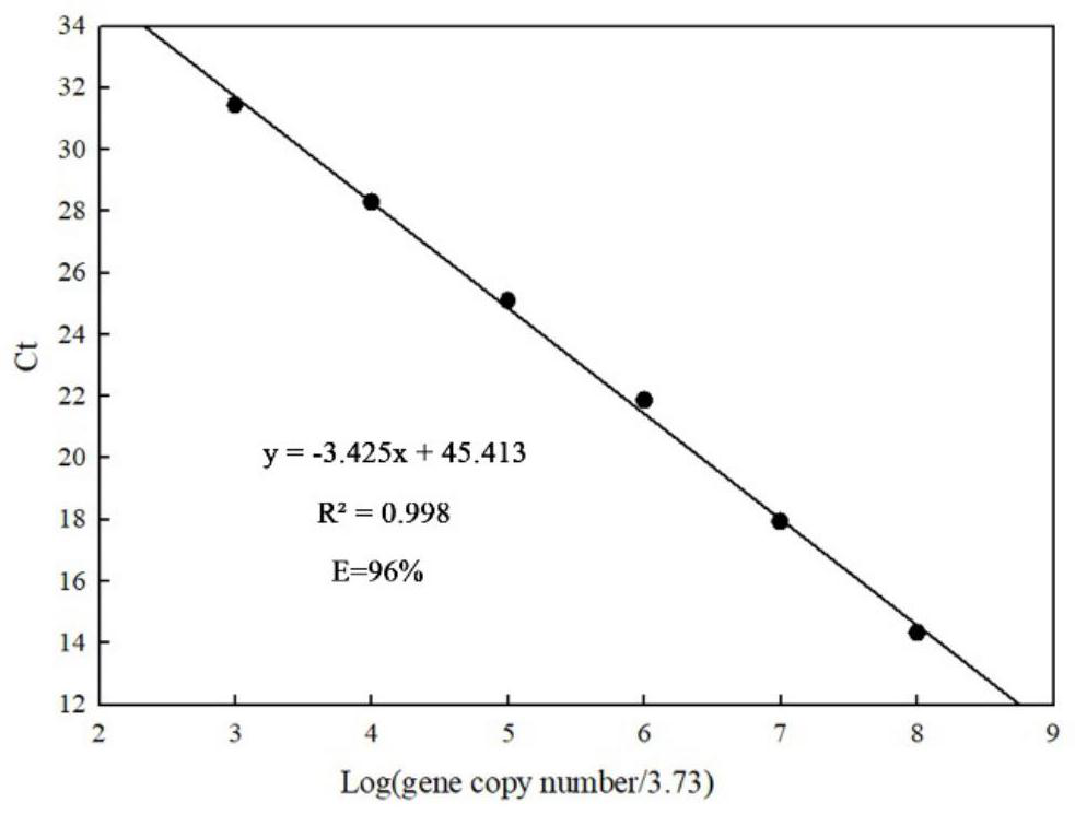 Primer and method for quantitatively detecting turnip mosaic virus (TuMV) in limonium sinuatum