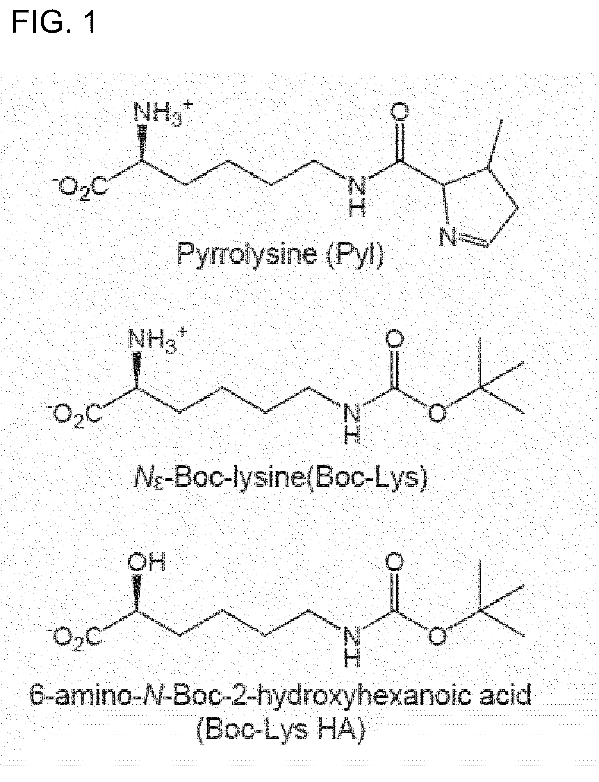 Process for production of non-natural protein having ester bond therein