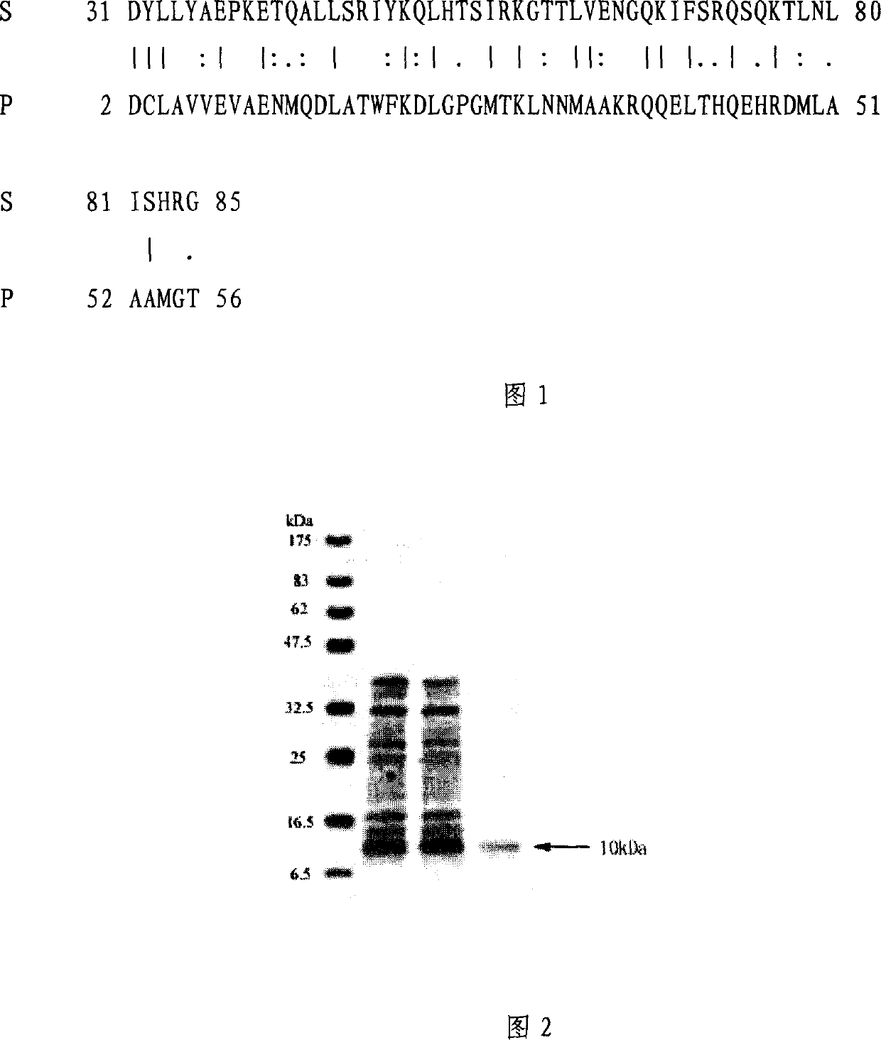 Polypeptide-human protein containing linking protein family characteristic sequential fragment-9.68 and polynucleotide for encoding it