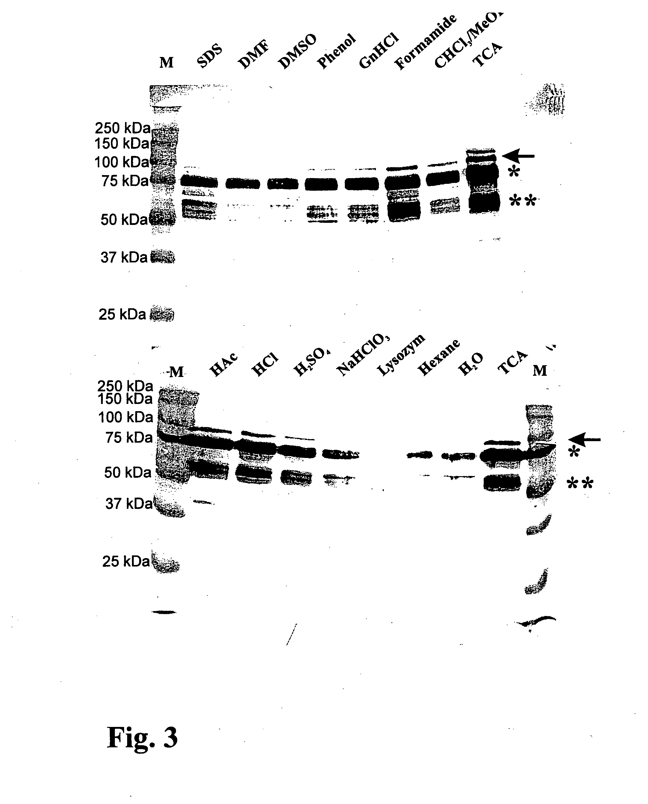 Method to provide bacterial ghosts with antigens