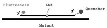 A kind of back-shaped lna probe and application thereof for point mutation detection
