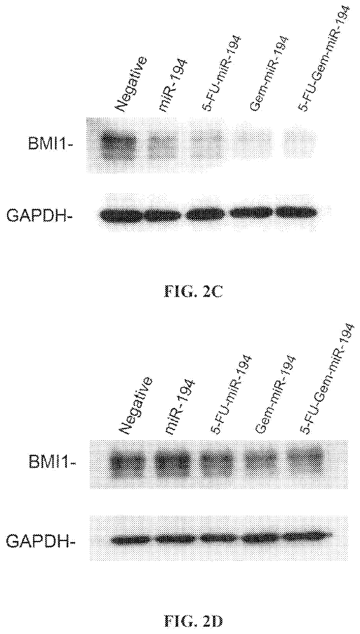 Modified micrornas and their use in the treatment of cancer