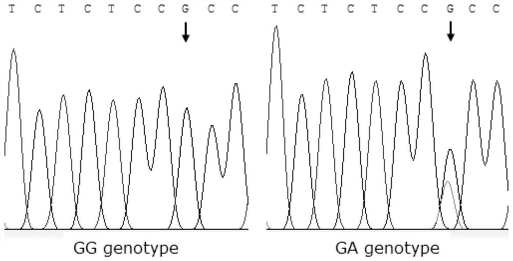 A gene mutation site for weeding out low fecundity Hu sheep and its application