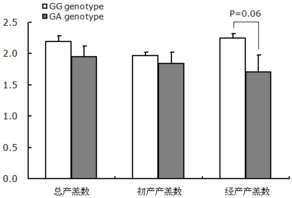 A gene mutation site for weeding out low fecundity Hu sheep and its application