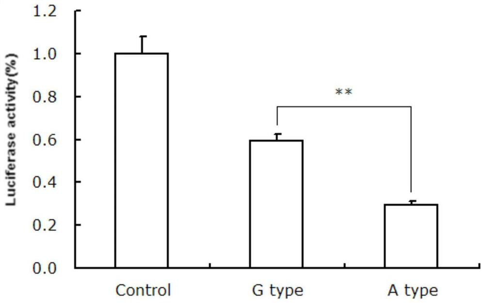 A gene mutation site for weeding out low fecundity Hu sheep and its application