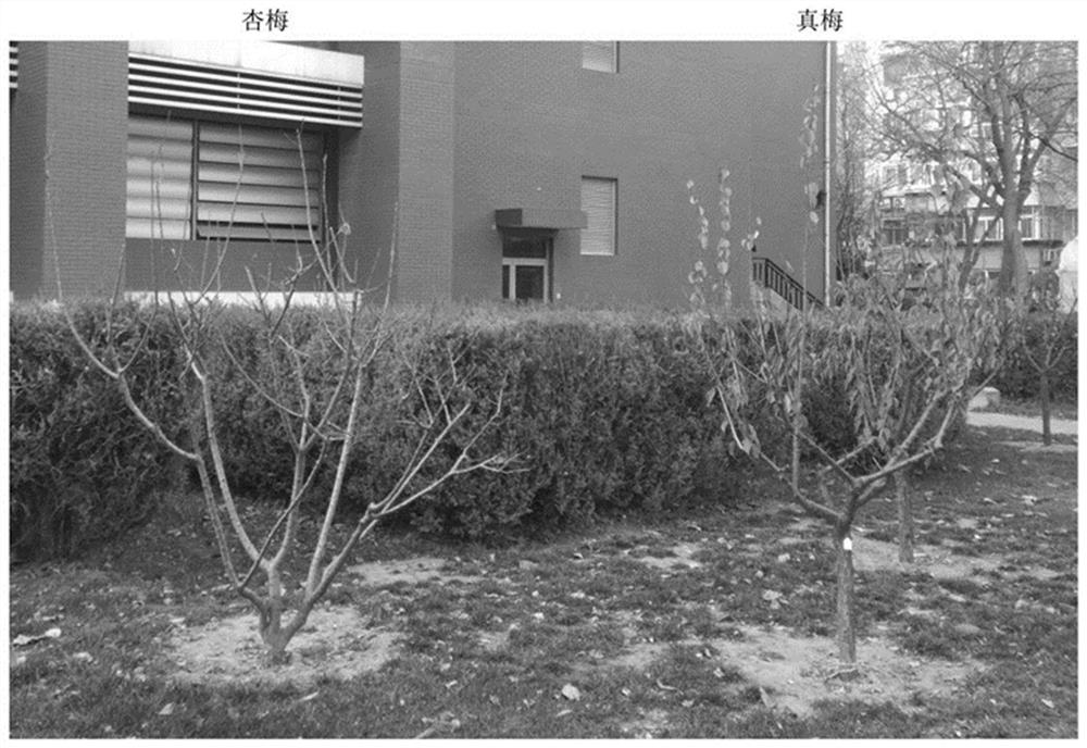 A Molecular Detection Method for Rapid Identification of Plum/Apricot Plum Strains