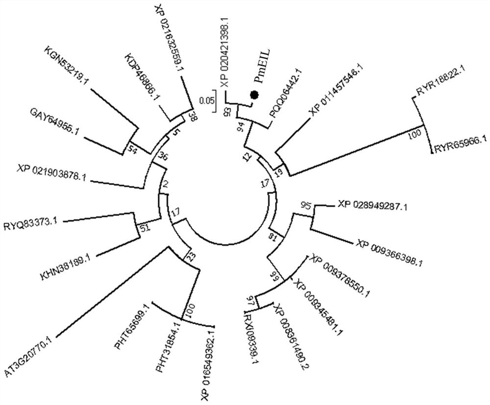 A Molecular Detection Method for Rapid Identification of Plum/Apricot Plum Strains