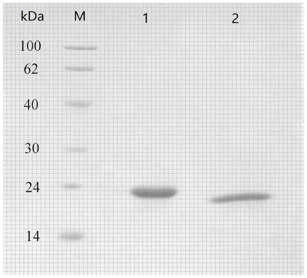 Pegylated single-modified recombinant glutathione peroxidase, preparation method and application of pegylated single-modified recombinant glutathione peroxidase