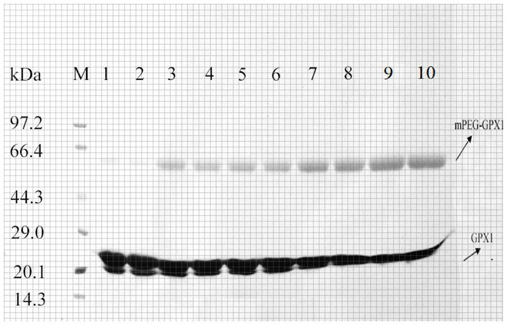 Pegylated single-modified recombinant glutathione peroxidase, preparation method and application of pegylated single-modified recombinant glutathione peroxidase