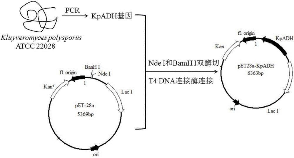 Alcohol dehydrogenase, gene and recombinase thereof, and application of alcohol dehydrogenase in synthesis of chiral diaryl secondary alcohol