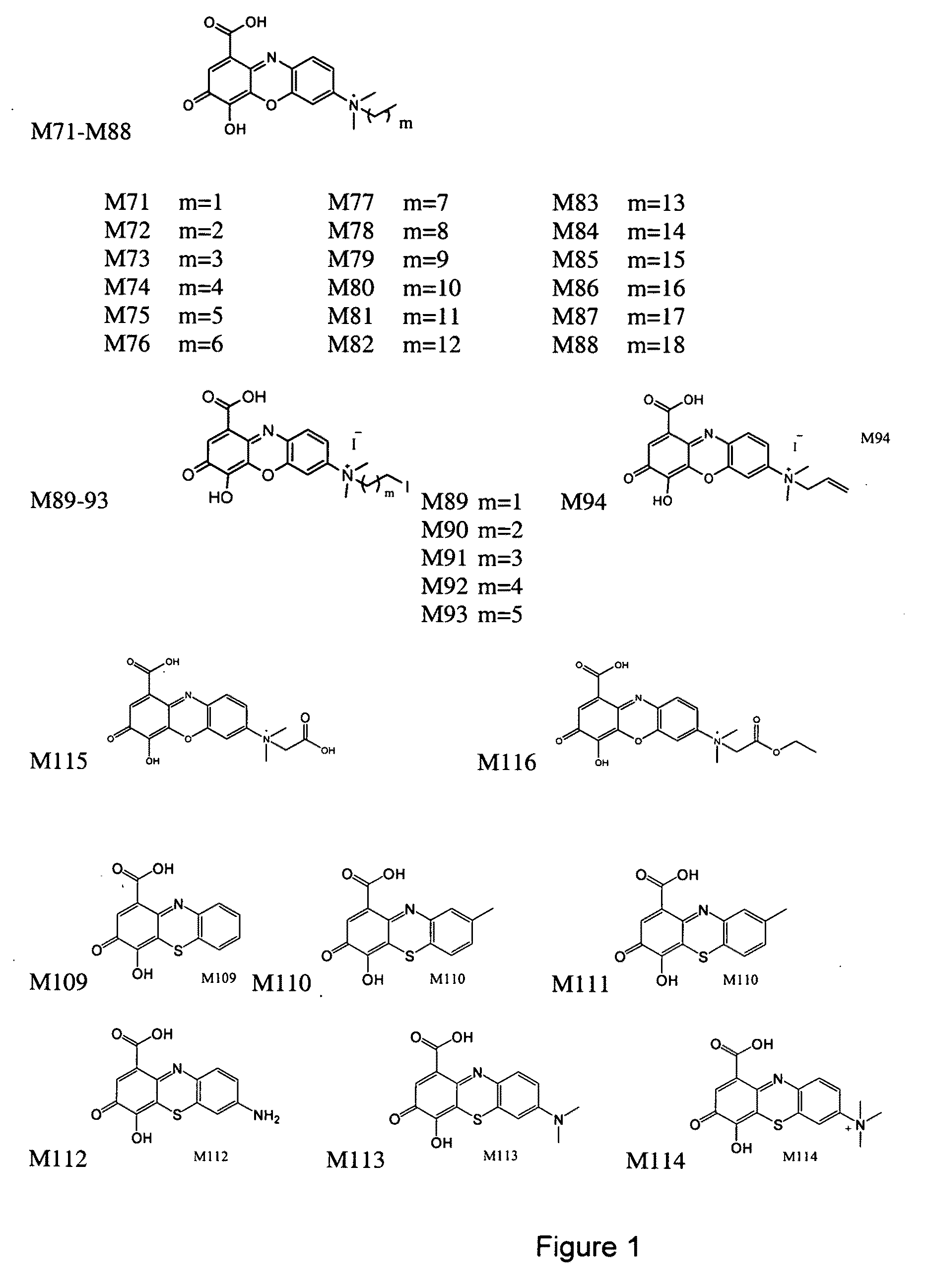 Compounds and assays for controlling Wnt activity