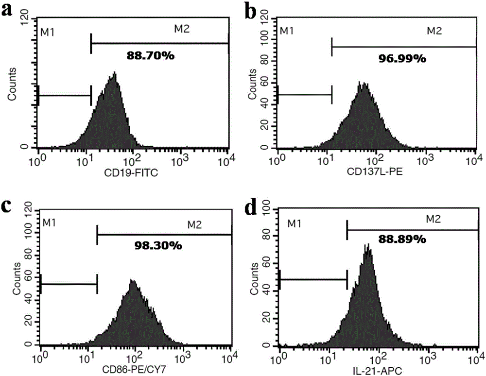 Method for efficiently amplifying NK cells