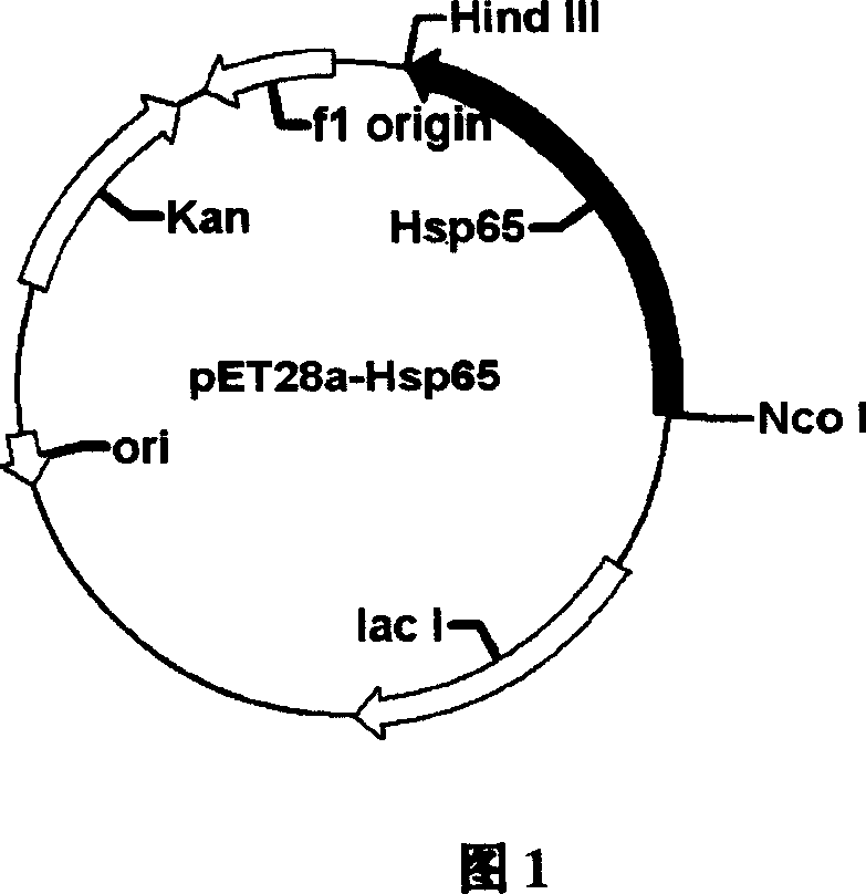 Immuno-modulatory agents with function of preventing and curing type 2 diabetes