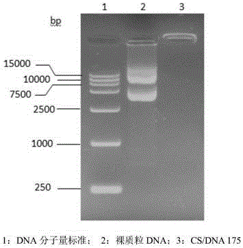 Antimicrobial peptide gene-loaded drug delivery system and construction and application thereof