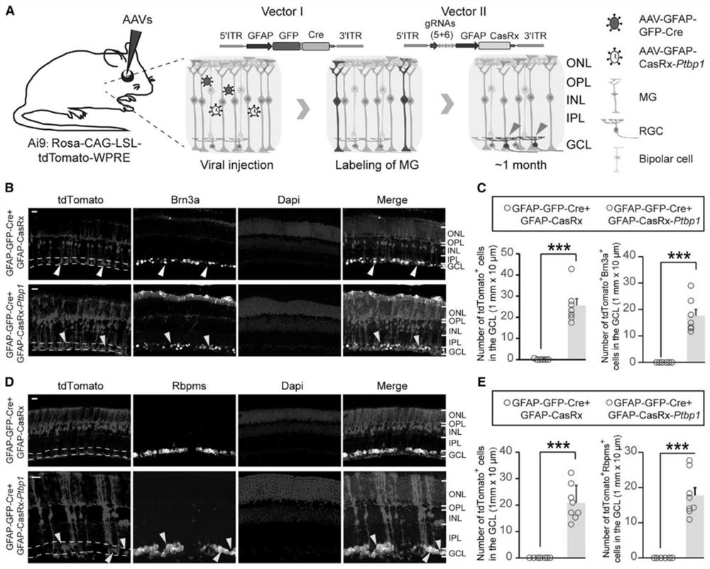 Application of Ptbp1 inhibitor in preventing and/or treating nervous system diseases related to functional neuronal death