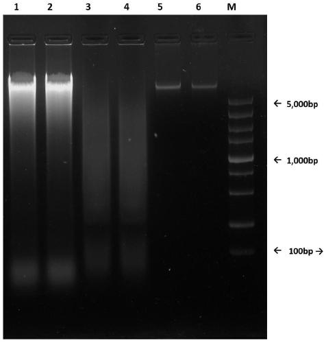 Trace shellfish DNA extraction method for high-throughput sequencing library preparation