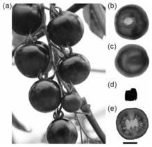 Method for rapidly carrying out variety analysis and content determination on anthocyanin in tomato fruits