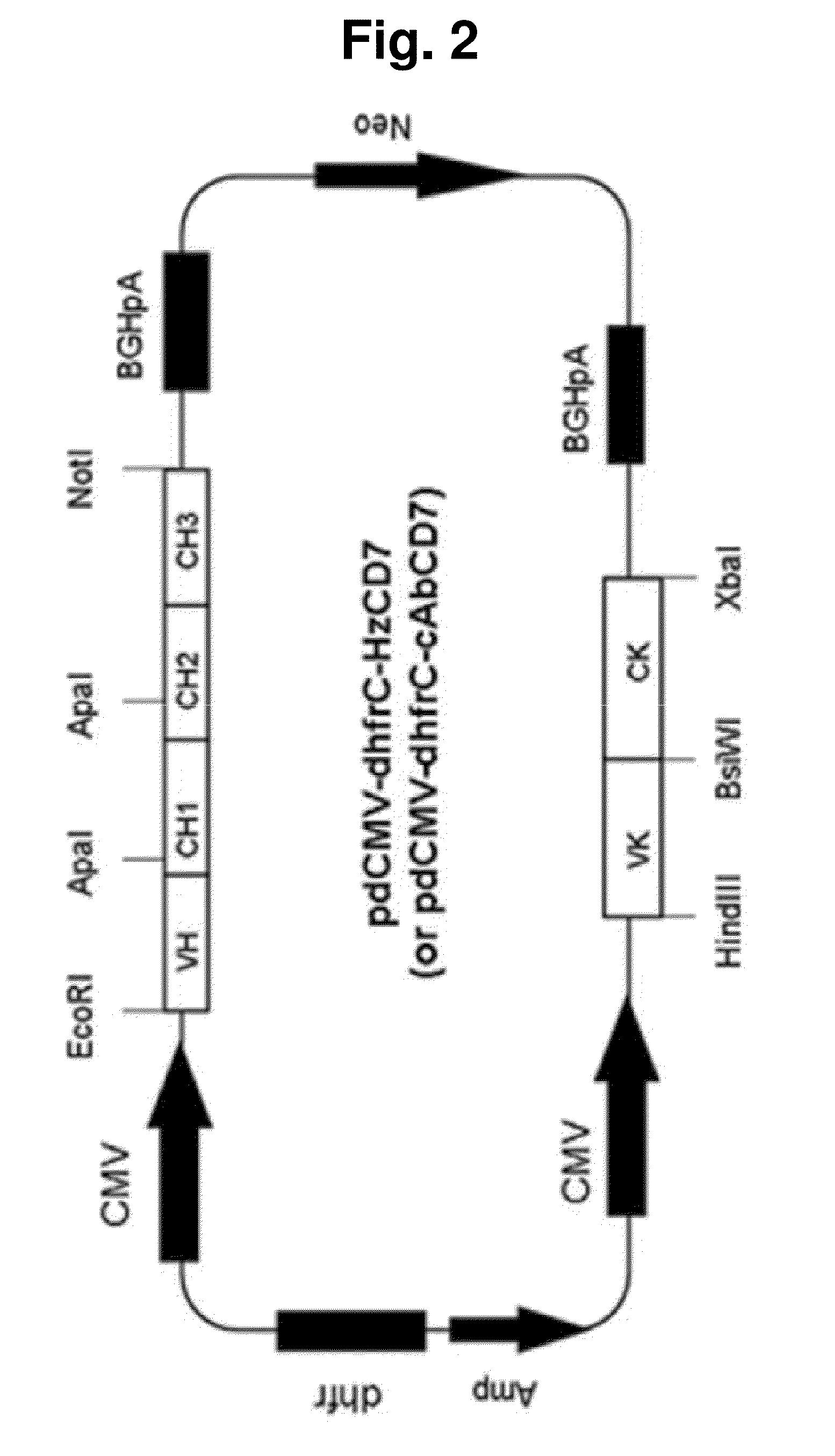 T-cell-specific humanized single fragment antibody delivery vehicle